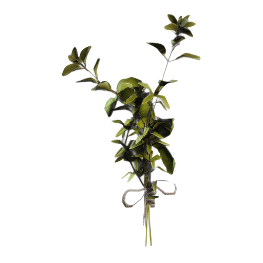 大毛蕊花