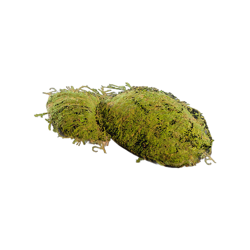 苔藓